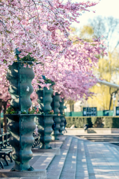 istock Cherry blossom in park 1315031572