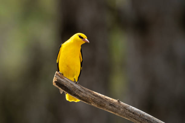 istock The Eurasian golden oriole 1315031803