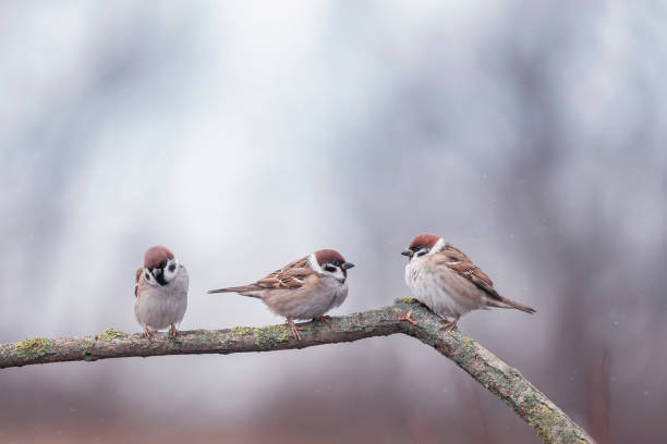 istock small birds sparrows sits in a winter park under the falling snow on a tree branch 1315033159