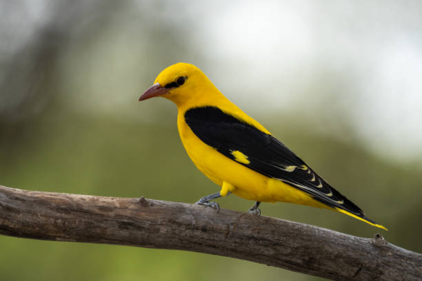 istock The Eurasian golden oriole 1315033204