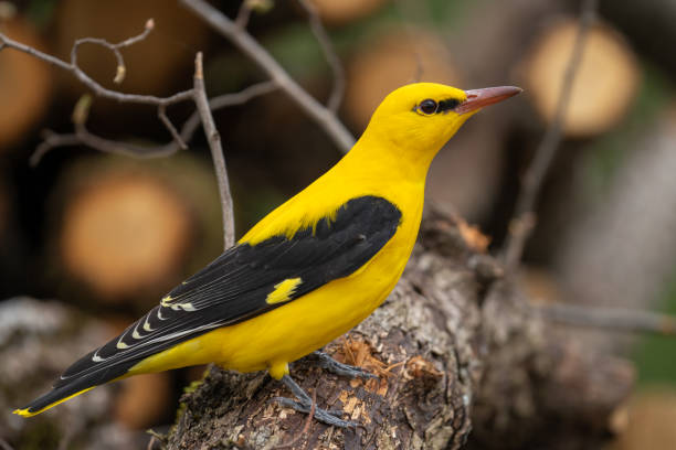 istock The Eurasian golden oriole 1315033789