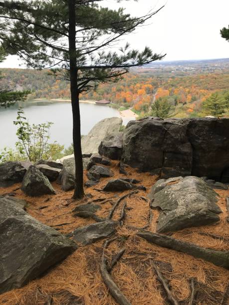 view of a tree at devils lake during fall - devils lake imagens e fotografias de stock