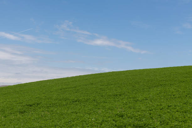 istock Green grass field and clear blue sky 1315033945