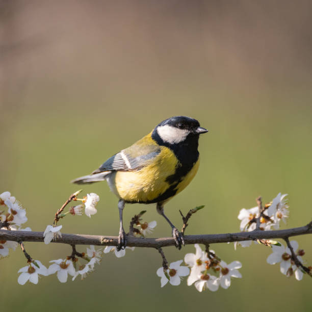 istock Great Tit, Parus major, sitting on a flowering tree 1315034380