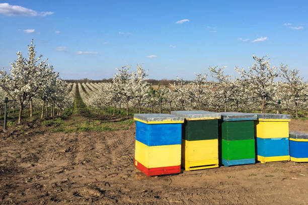 Colorful bee boxes in an sour cherry orchard in springtime
