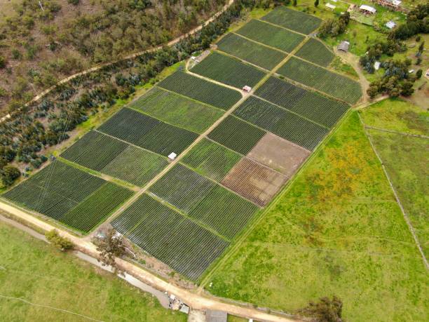 istock Aerial view of crops 1315035984