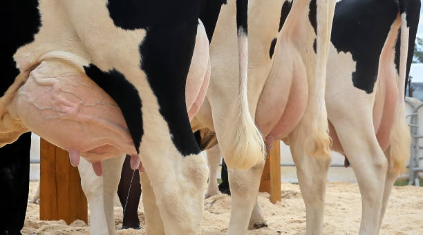 mammella di mucche in una fattoria in una stalla - vacca frisona foto e immagini stock