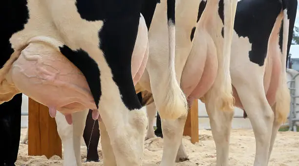 Photo of Udder of cows on a farm in a stall