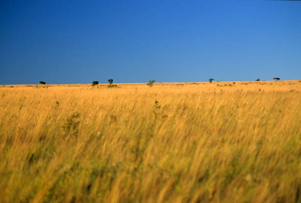 Empty field, scene of the Cerrado vegetation, which is a vast tropical savanna ecoregion of the Brazilian highlands, particularly in the states of Tocantins, Goiás, Mato Grosso do Sul, Mato Grosso, Minas Gerais and the Federal District.