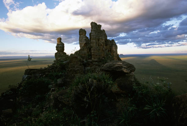 istock Brazlian Savannah, Cerrado. 1315038272