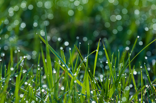 Abstract fresh background with dew and grass