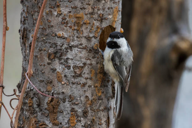 black-capped chickadee (poecile atricapillus) at nest - bark bird warbler tree trunk imagens e fotografias de stock