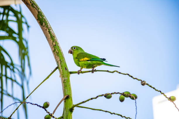 istock A green budgie on a coconut tree branch. 1315040427