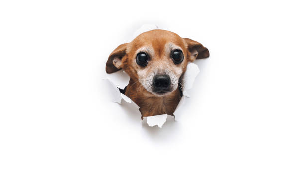 istock Funny bug-eyed muzzle. The head of old dog through a hole on a white torn paper background. Russian Toy Terrier. Horizontal studio image, copy space, isolated. Concept of spy, curiosity and snoop. 1315041100