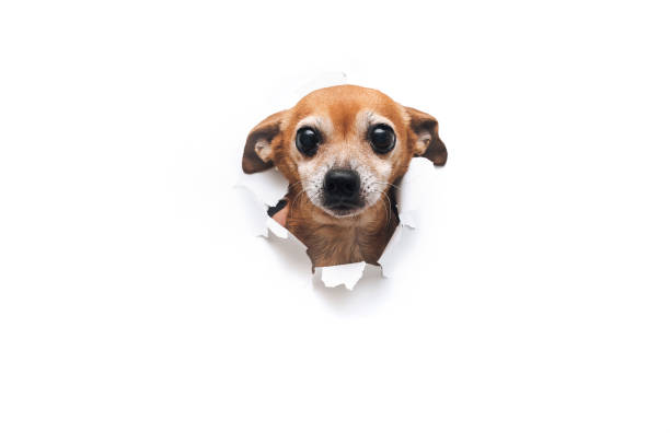 istock Funny bug-eyed muzzle. The head of old dog through a hole on a white torn paper background. Russian Toy Terrier. Horizontal studio image, copy space, isolated. Concept of spy, curiosity and snoop. 1315041113