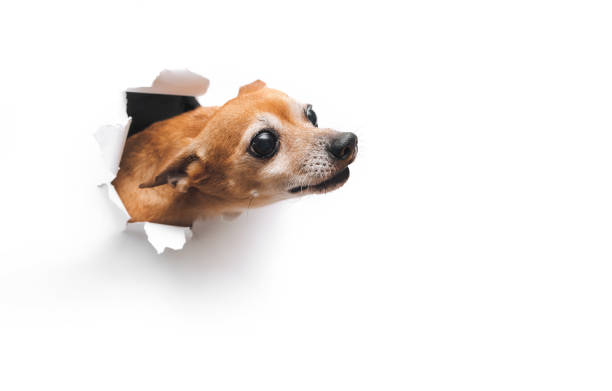 istock Bug-eyed funny muzzle. The head of old dog through a hole on a white torn paper background. Russian Toy Terrier. Studio image, copy space. Concept of spy, curiosity and snoop. 1315041117