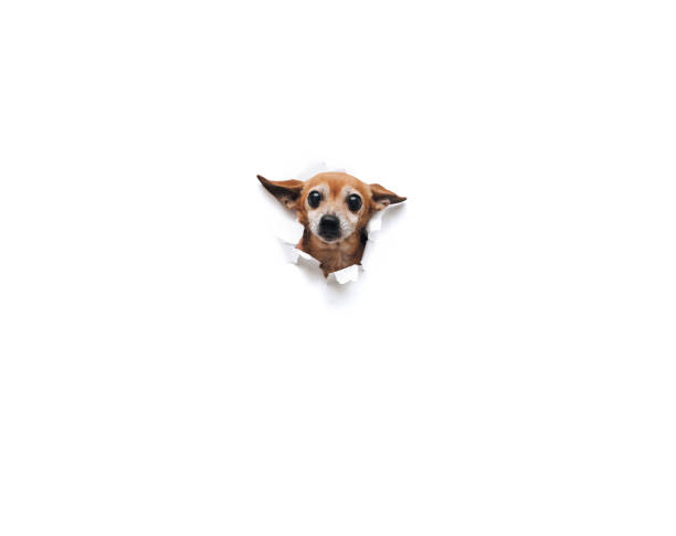 istock Funny bug-eyed muzzle. The head of old dog through a hole on a white torn paper background. Russian Toy Terrier. Horizontal studio image, copy space, isolated. Concept of spy, curiosity and snoop. 1315041123