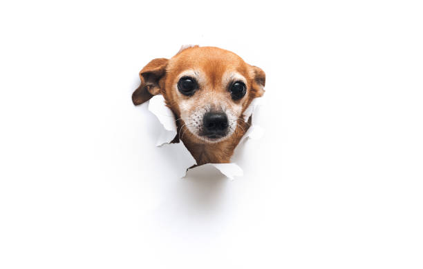 istock Funny bug-eyed muzzle. The head of old dog through a hole on a white torn paper background. Russian Toy Terrier. Horizontal studio image, copy space, isolated. Concept of spy, curiosity and snoop. 1315041125