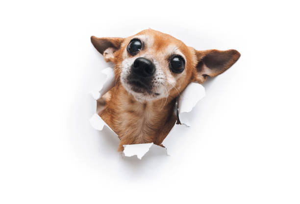 Bug-eyed dog muzzle close up. The head of funny Russian Toy Terrier peeps out through a hole on a white torn paper background look up. Isolated. copy space. Concept of spy, curiosity and snoop. bozal de perro con ojos de insecto de cerca. la cabeza del divertido toy terrier ruso se asoma a través de un agujero en un fondo de papel desgarrado blanco mirar hacia arriba. aislado. copiar espacio. concepto de espía, curiosidad y espionaje.