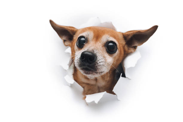 istock Bug-eyed muzzle. The head of old dog through a hole on a white torn paper background. Russian Toy Terrier. Horizontal studio image, copy space. Concept of spy, curiosity and snoop. 1315041388