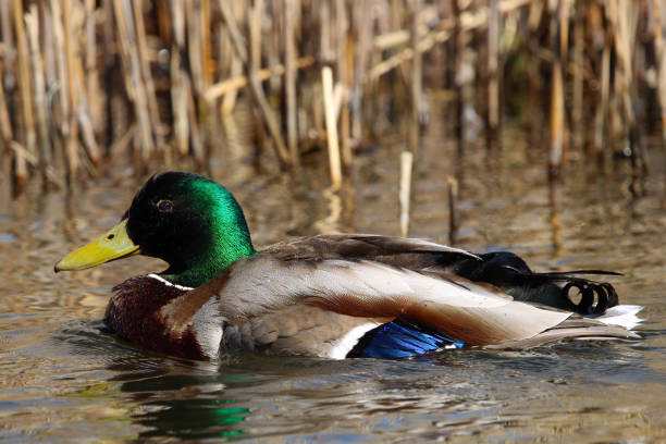 istock Mallard Duck in City Lake 1315042138