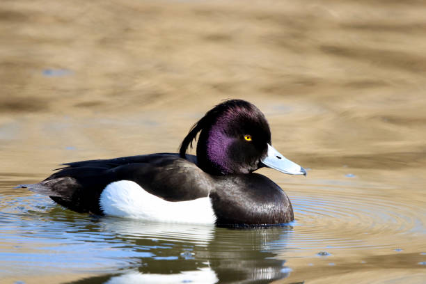 Male of The common Tufted duck (Aythya fuligula) in City Lake stock photo