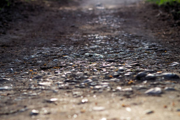 A path of pebbles into the forest.