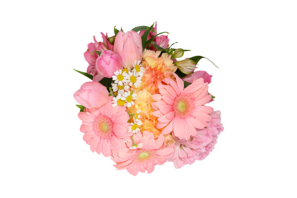 istock various kind of flowers in a white background 1315042691