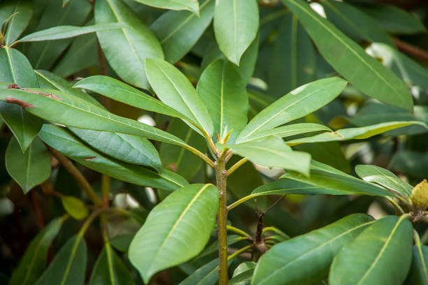 istock Green leafy plant in the woods in the spring 1315042712