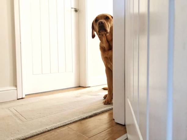 un perro nervioso asomando a la vuelta de una esquina - golden retriever dog retriever waiting fotografías e imágenes de stock