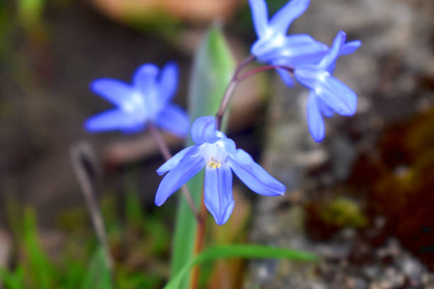 自然ぼかし背景、英国の美しい春の花とシッラの花の選択的な焦点。 - flower head botany florist forest ストックフォトと画像