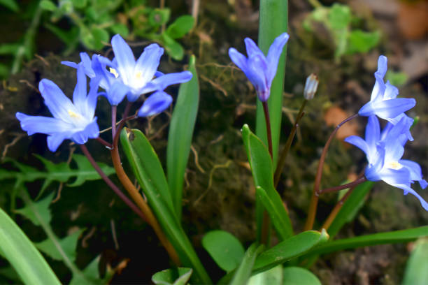 自然ぼかしの背景、英国の美しい春の花とシッラの花のクローズアップ。 - flower head botany florist forest ストックフォトと画像