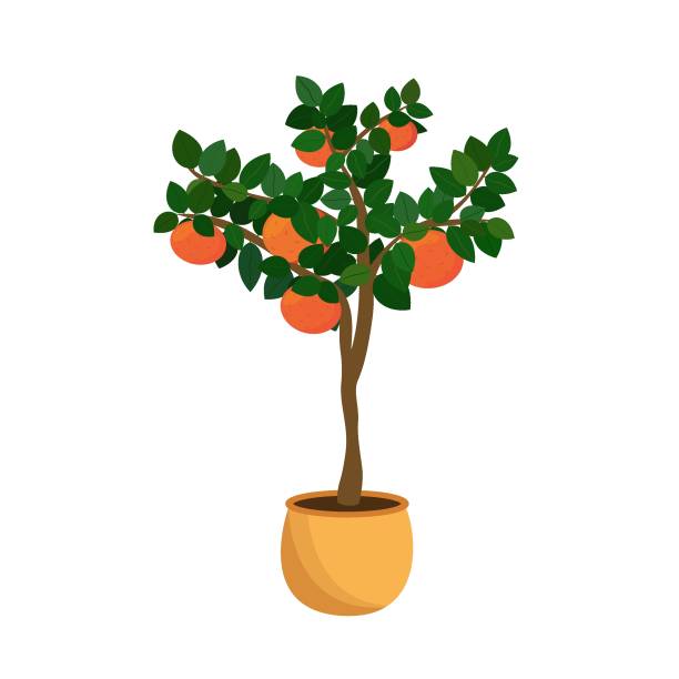 istock Grapefruit tree and fruits in a pot isolated on a white background. Citrus houseplant. Vector illustration 1315044920