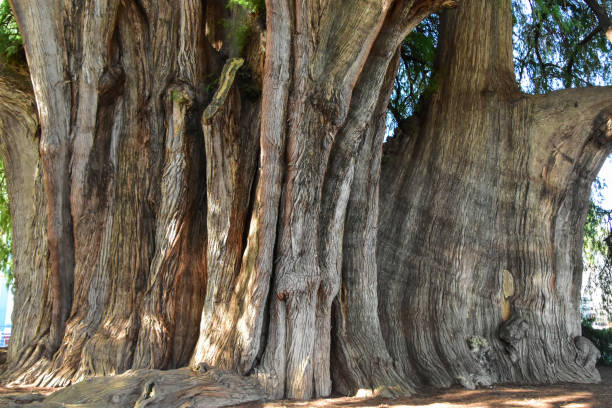 el'rbol del tule ist einer der größten bäume der welt in santa maria del tule, mexiko - arbol stock-fotos und bilder