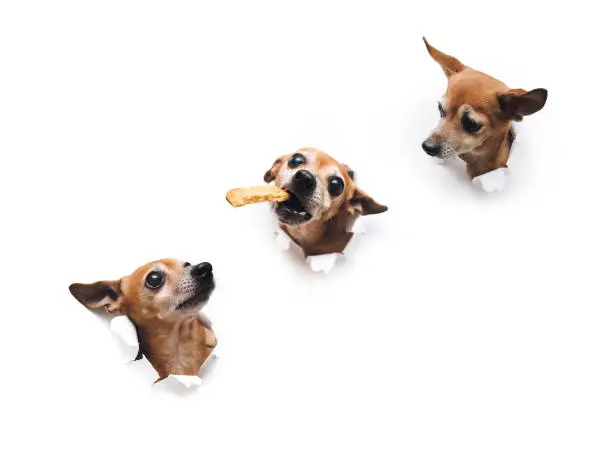 Photo of Man feeds the dog with his hands. Bug-eyed funny brown small dog Russian toy terrier reach for food and holds cookies in his teeth. Torn hole in white paper. Concept of hunger. Copy space. Close up.