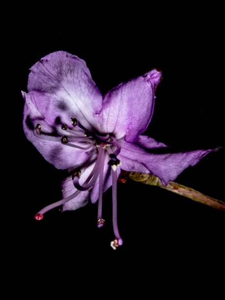 istock Blooming Purple Rhododendron. 1315049782