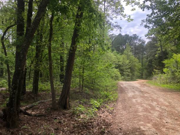 istock Dirt road in the forest 1315052733