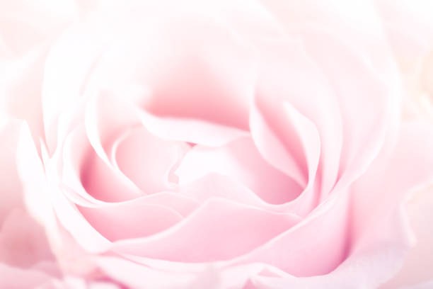 istock Romantic holiday greeting card with delicate flowers 1315055940
