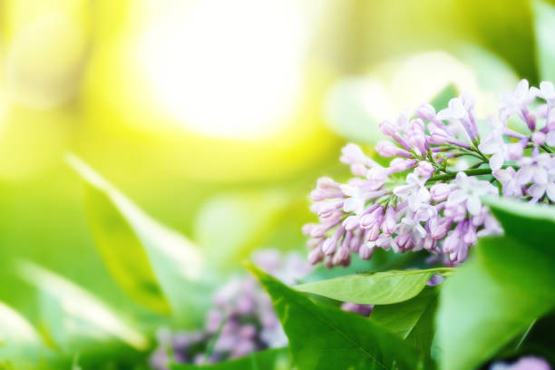 Spring branch of blossoming lilac closeup. Beautiful greeting card with violet blooming flowers background