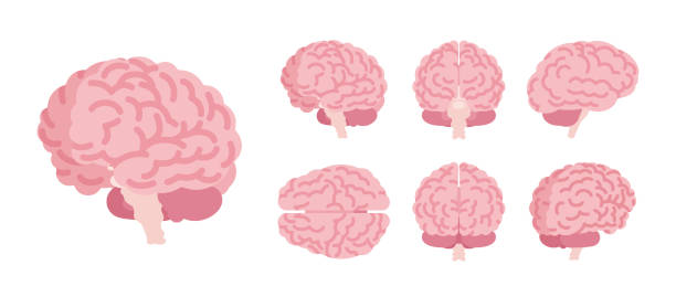 해부학 연구, 의학, 과학 교실 모형을 위한 인간 두뇌 세트 - medulla oblongata stock illustrations