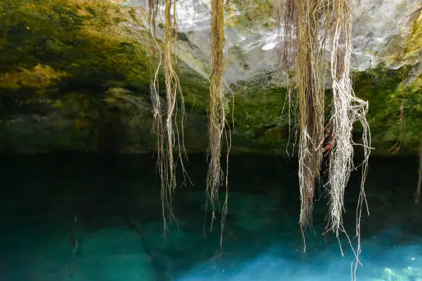 Photo of Gran Cenote at Tulum, Mexico, is a natural sinkhole with clear water