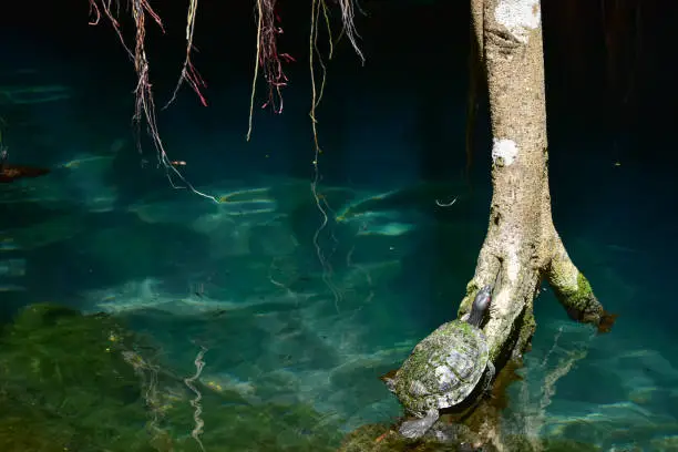 Photo of A tortoise in Gran Cenote at Tulum, Mexico, is a natural sinkhole with clear water