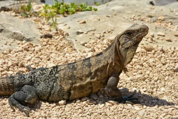 Photo of An iguana at Tulum, Mexico