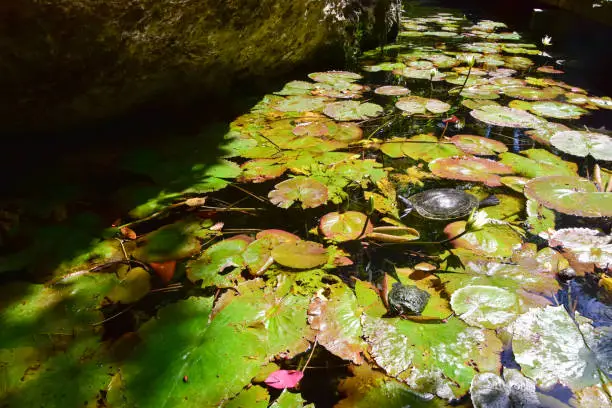 Photo of Tortoises in Gran Cenote at Tulum, Mexico, is a natural sinkhole with clear water