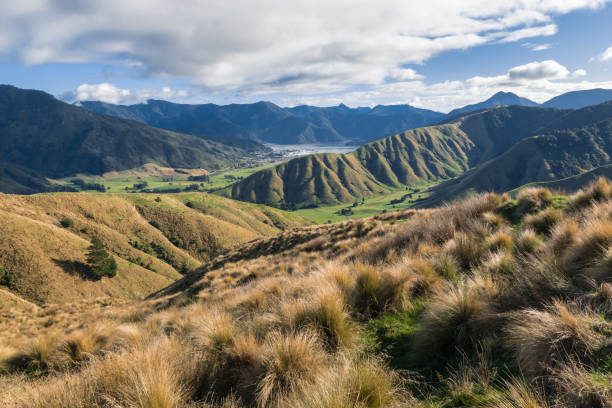 tussock bedeckte hügel in der nähe von havelock stadt in marlborough region, neuseeland - marlborough region zealand new landscape stock-fotos und bilder