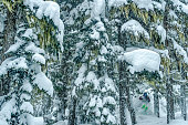 Skier descends deep powder snow through forest