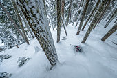 Aerial perspective of skier descending deep powder snow through forest