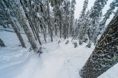 Aerial perspective of skier descending deep powder snow through forest