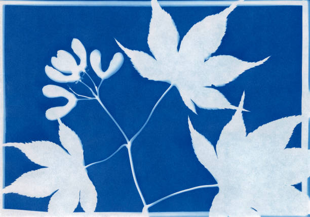 istock cyanotype print of Japanesse maple with winged seeds 1315063823