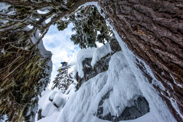 narciarz dostaje powietrze w głębokim proszku pokrytym śniegiem lesie - skiing winter sport powder snow athlete zdjęcia i obrazy z banku zdjęć